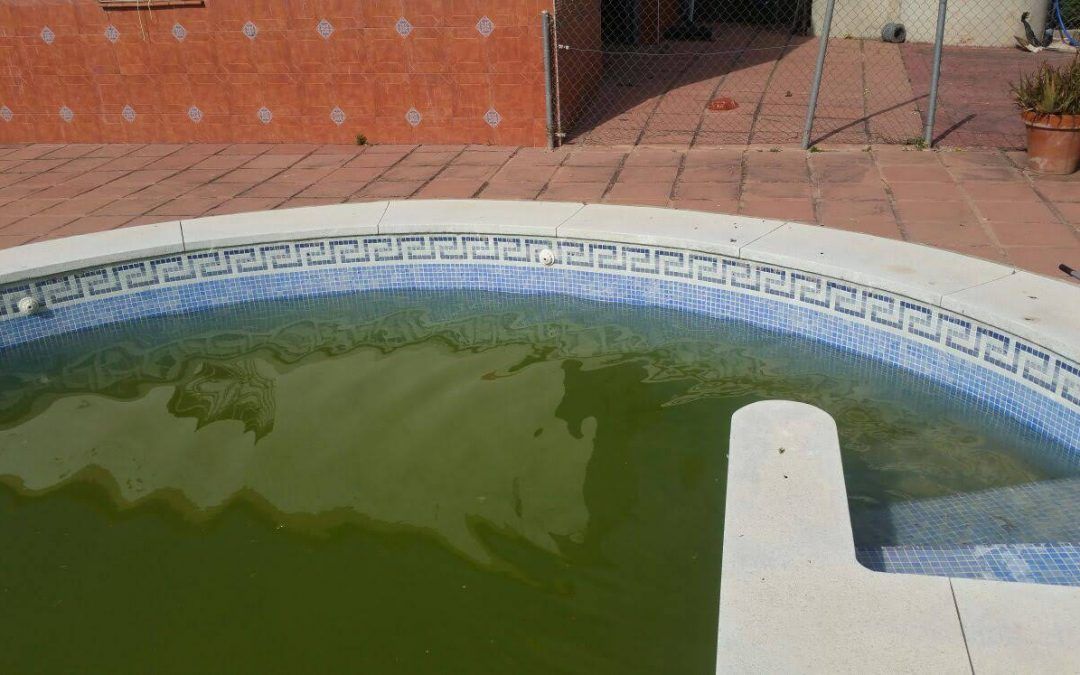 Como recuperar el agua verde de tu piscina, alberca o pileta