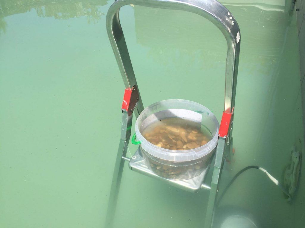 Piscina con el agua verde y turbia